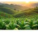Yuxi: The Essence of Yunnan Tobacco...