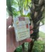 Golden Leaf Letu cigarettes Golden Leaf Letu cigarettes