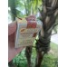 Golden Leaf Letu cigarettes Golden Leaf Letu cigarettes