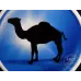CAMEL (캡슐 미국 면세 버전)