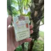 Authentic Golden Leaf Letu Brand Cigarettes