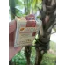 Authentic Golden Leaf Letu Brand Cigarettes